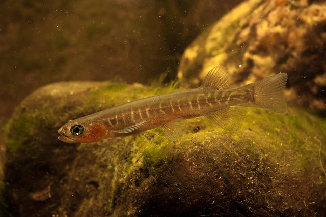 Banded Kokopu (Galaxias fasciatus)