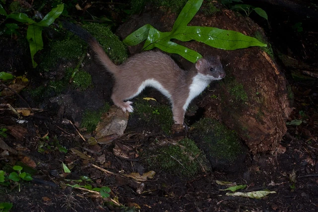 Stoat (Mustela erminea)