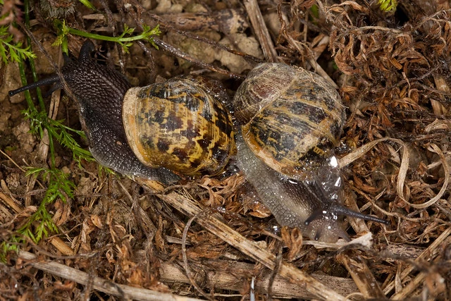 Garden snail(Cantareus asperses)