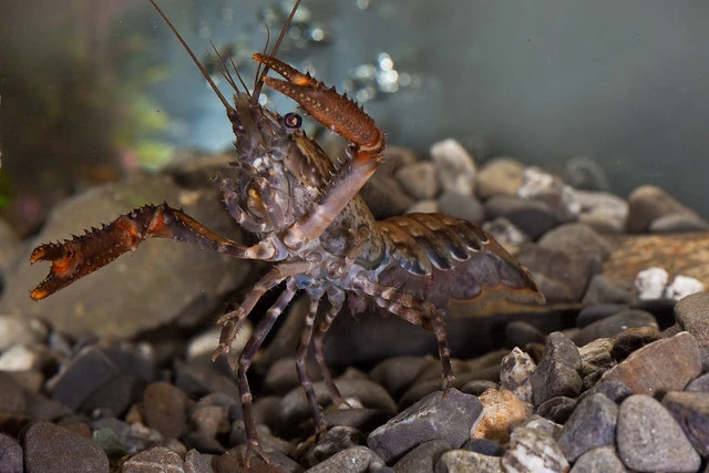 Freshwater crayfish/Koura (Paranephrops planifrons)