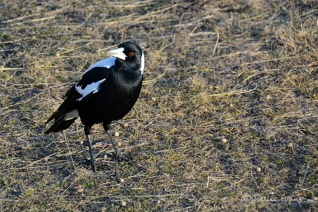 Australian Magpie- St Bathans, Central Otago