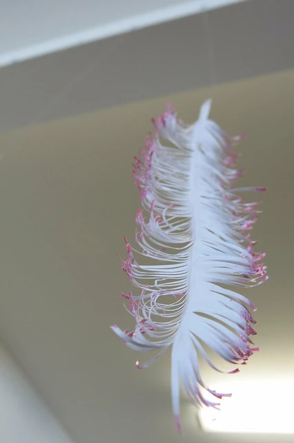 Parihaka feather