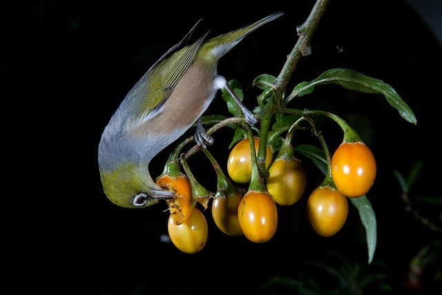 Silvereye (Zosterops lateralis) and Poroporo (Solanum laciniatum)