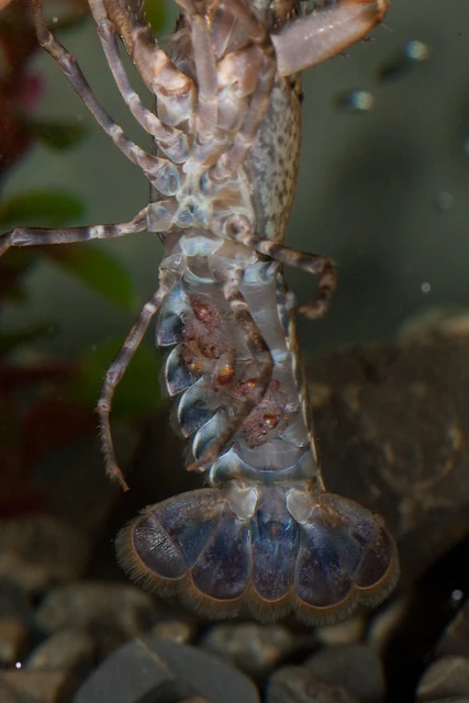 Freshwater crayfish/Koura (Paranephrops planifrons)