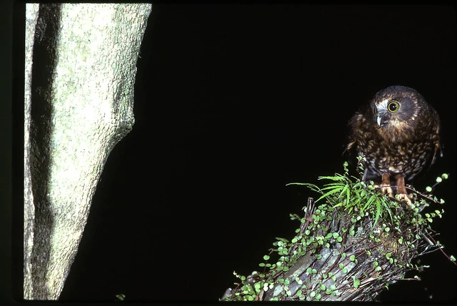 Morepork (Ninox novaeseelandiae)
