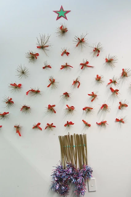 Christmas tree made of dried agapanthus - South Library