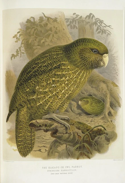 Keulemans, John Gerrard 1842-1912 :The kakapo or owl parrot. Stringops habroptilus. (One-half natural size). / J. G. Keulemans delt. & lith. [Plate XIX. 1888].