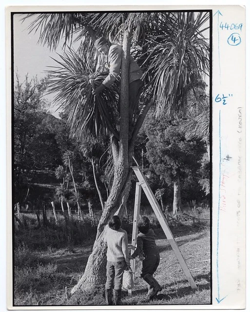 Maori foods: Kouka - School Journal, 1968