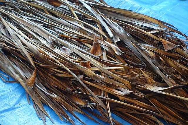 Soaked tī kouka/cabbage tree leaves