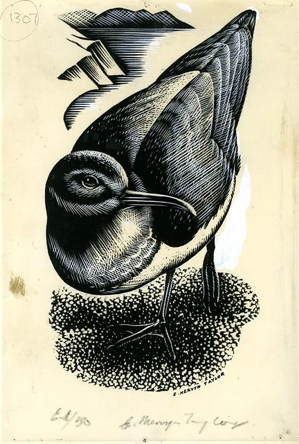 Gull, E. Mervyn Taylor