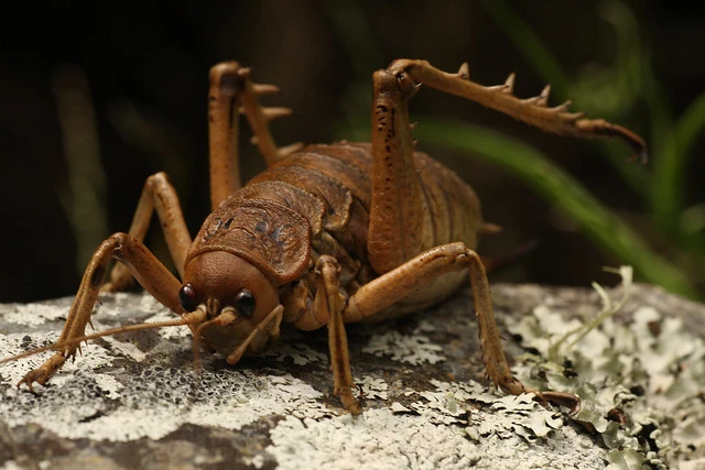 Cook Strait giant weta