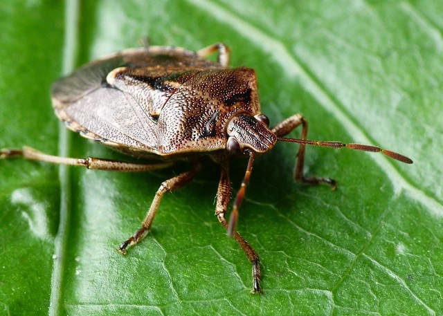 Brown Soldier Bug - Cermatulus nasalis