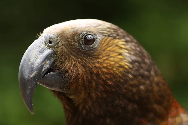 Kaka closeup