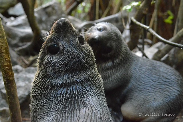 NZ Fur Seal Pups, Ohau Waterfall, Kaikoura