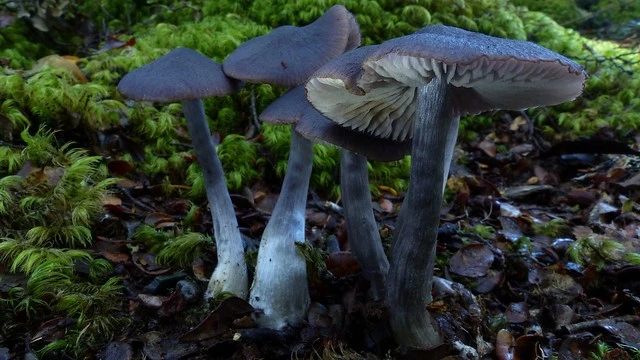 Entoloma haastii G. Stev.