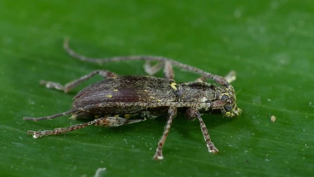 Grey Longhorn Beetle (Xylotoles griseus)