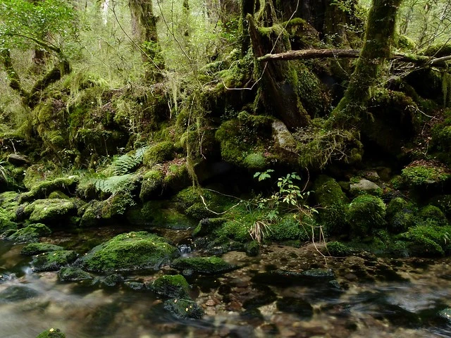 Rahu River, Victoria Forest Park