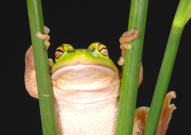 Australian green tree frog (Hyla aurea)