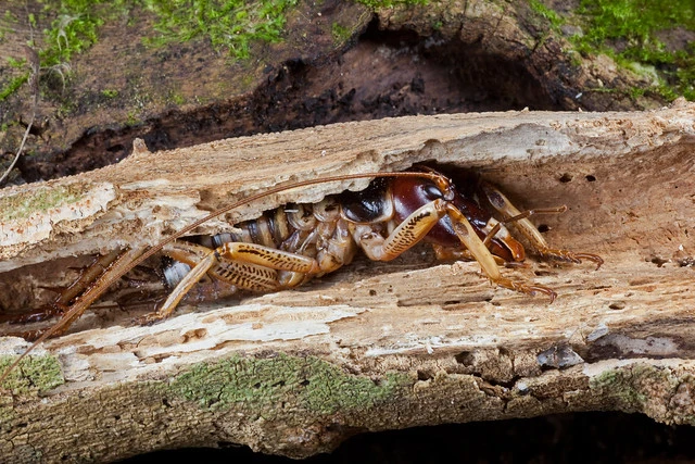 Tree Weta (Hemideina sp)