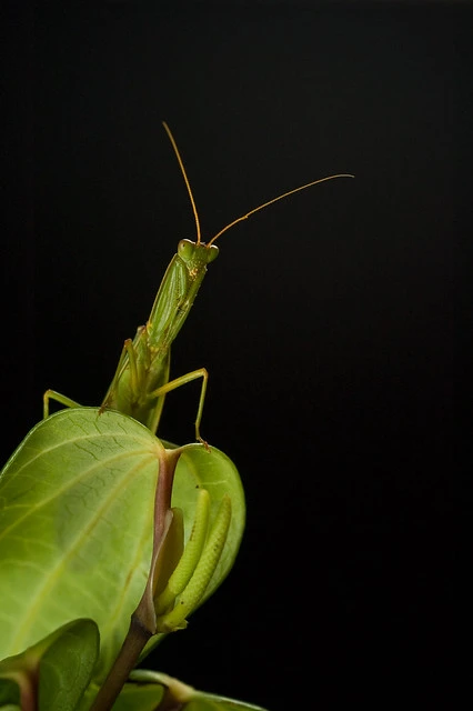 New Zealand Praying mantis (Orthodera novaezealandiae)