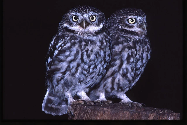 Little Owl/German Owl (Athene noctua)