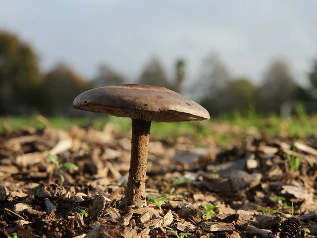Mushrooms in bark mulch, Hamilton, NZ