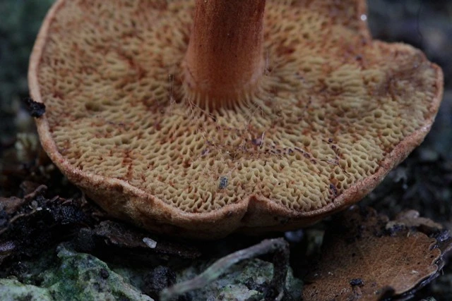A pore mushroom at the Hamilton Gardens (1 of 2), New Zealand