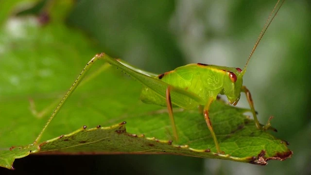 Katydid juvenile (Caedicia simplex)