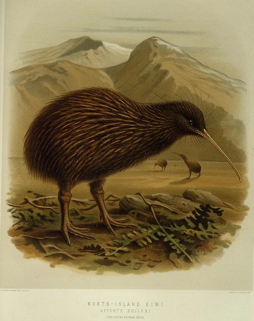 Keulemans, John Gerrard, 1842-1912 :North-Island kiwi. Apteryx Bulleri (two-fifths natural size). / J. G. Keulemans delt. & lith. [Plate XLVII 1888].