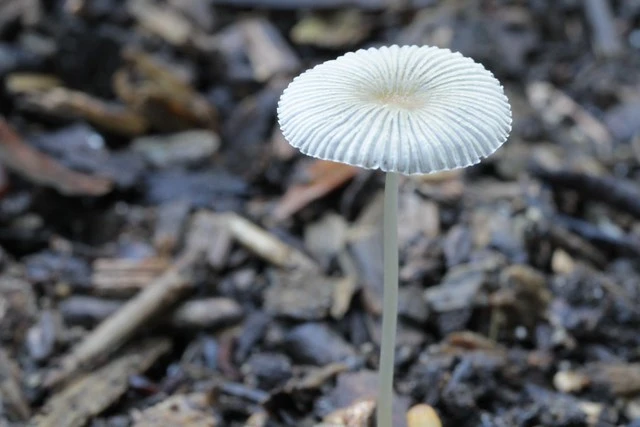 Mushroom - Parasola leiocephala