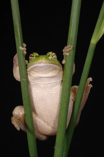 Australian green tree frog (Hyla aurea)
