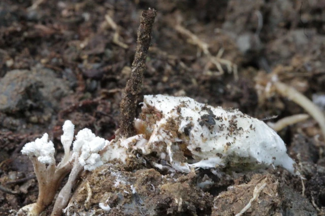 Fungi, Isaria sinclairii and cicada host.