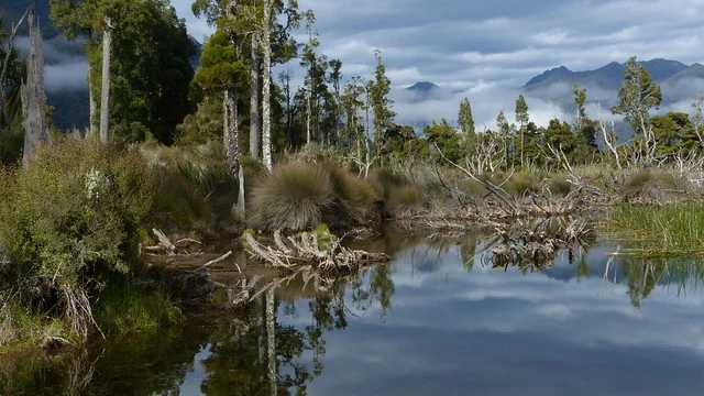 Iveagh Bay Wetlands, Lake Brunner, West Coast