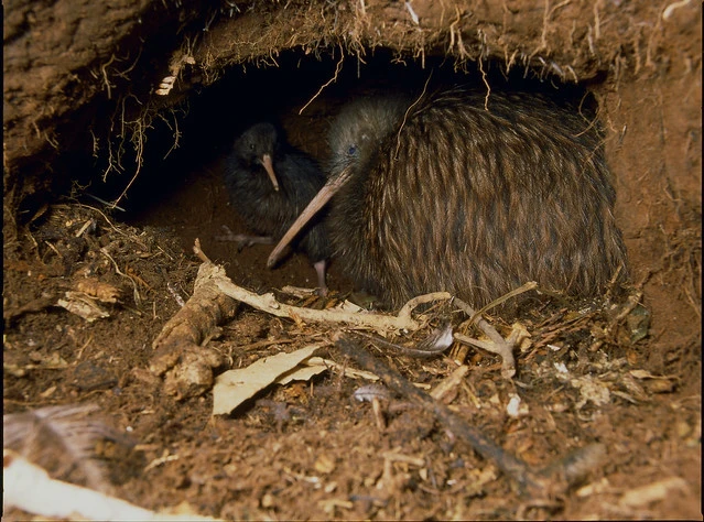 North Island Brown Kiwi (Apteryx australis mantelli)