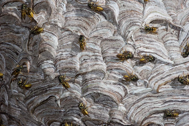 German Wasps (Vespula germanica)