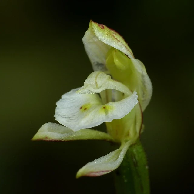 Aporostylis bifolia ~ Odd-Leaved Orchid