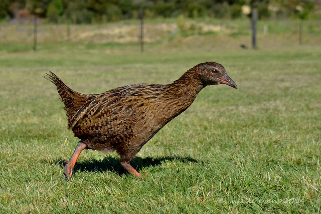 Weka- Kenepuru Head, Marlborough Sounds