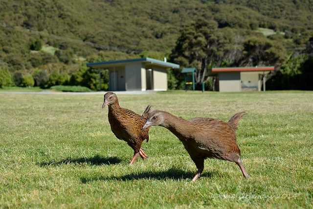 Weka with fledgling chick- Kenepuru Head, Marlborough Sounds