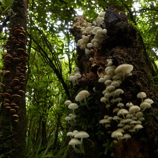 Roridomyces austrororidus