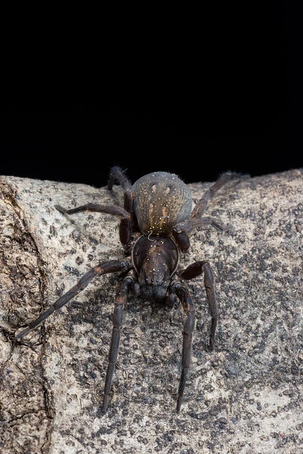 Large brown vagrant spider (Uliodon sp)