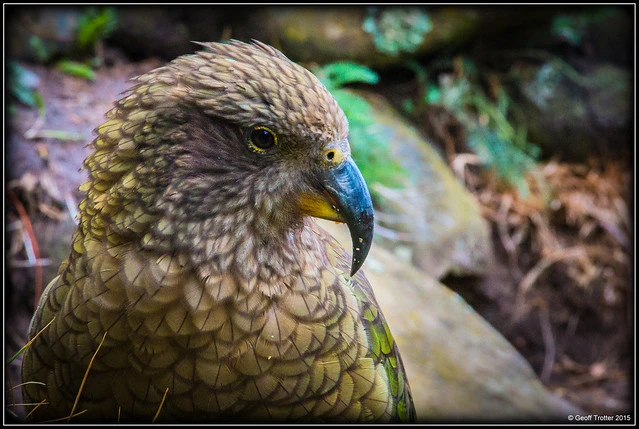 Kea