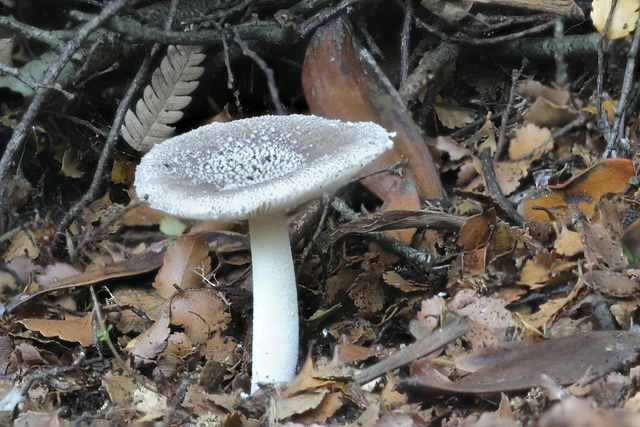 Mushroom Russula sp? Hamilton Gardens, Waikato, New Zealand