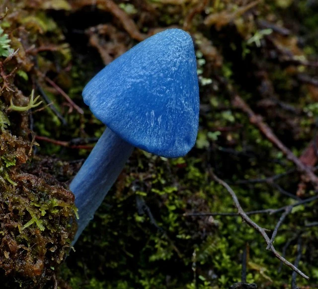 Entoloma hochstetteri