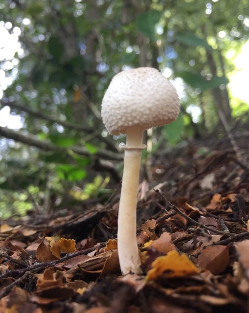 Mushroom, Leucocoprinus cepaestipes
