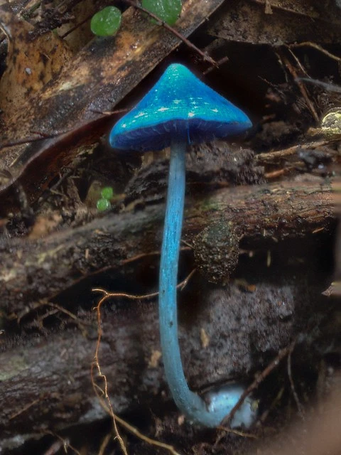 Mushroom, Entoloma hochstetteri, Maungatautari, NZ