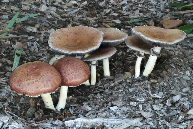 Mushroom - Stropharia rugosoannulata (5 of 8)