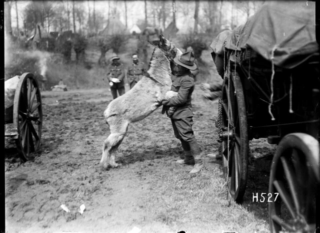 Moses, the donkey mascot of the New Zealand Army Service Company, in a playful mood