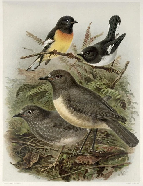 Keulemans, John Gerrard, 1842-1912 :South Island tomtit, myiomoira macrocephala. North Island tomtit, myiomoira toitoi. North Island robin, miro australia. South Island robin, miro albifrons. / J. G. Keulemans delt. & lith. Judd & Co. [Plate V. 1888].