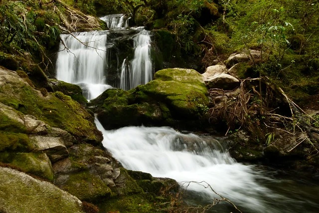 Duffy Creek, Victoria Forest Park NZ
