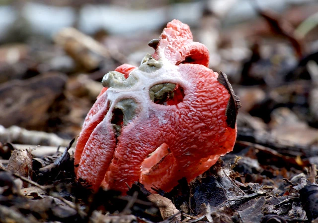 Clathrus archeri. Stink horn